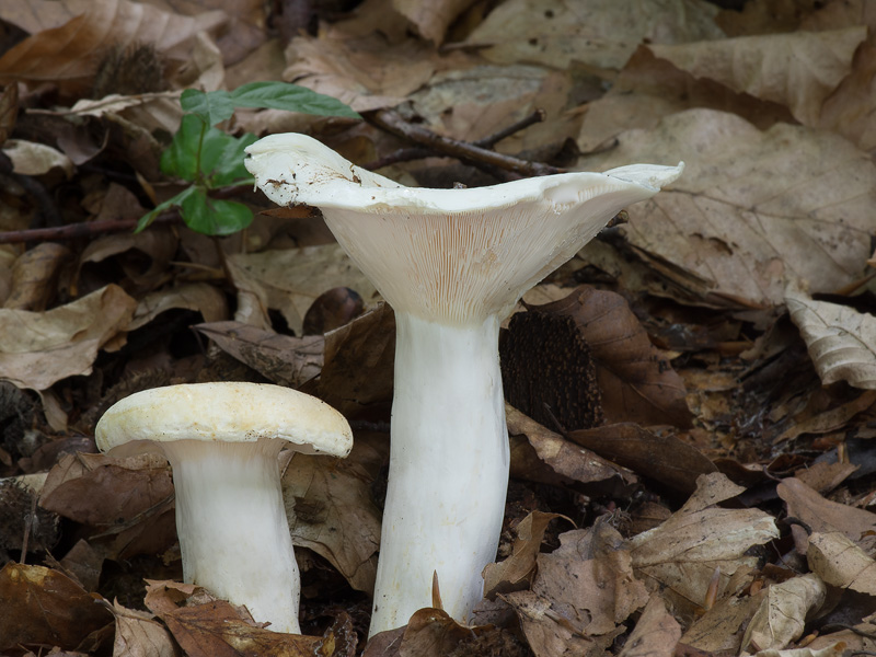 Lactarius piperatus